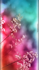 靡茶花开