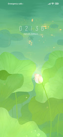 lotus flowers