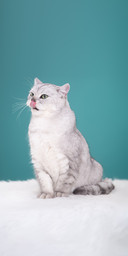 Cats have night vision