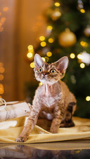 Lovely pet-PAIXIN
