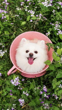 Pomeranian in the sea of flowers