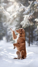 Dog448
