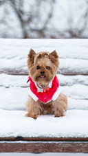 Yorkshire in the snow