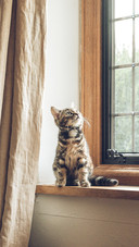 猫咪为何喜欢“躲猫猫”