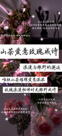 山茶爱意玫瑰成诗