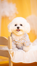 A bichon frise in home clothes