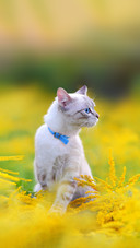 Side view portrait of a cat at the summer meadow