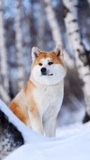 如何分辨秋田犬和柴犬