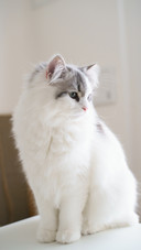 Lagermarfen cat