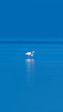 Flamingo in the Ebro River Delta