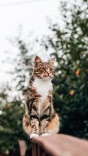 猫咪不听话怎么教育呢