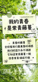我的青春是常青藤蔓