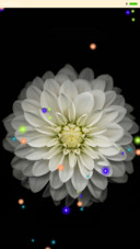 七色花经典版
