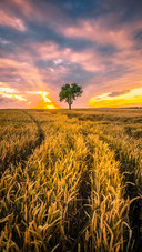 Cornfields and trees
