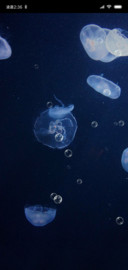 深海水母