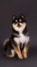 Dog9