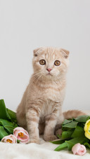 Cute Flap-Eared Cat with Tulips Bouquet