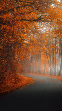 Beautiful View of Nature Fogge Autumn Landsckape