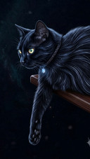 Black Cat