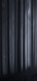 迷失森林