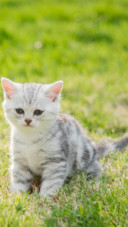 Cat (5)