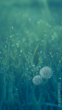 芬芳