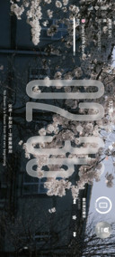 ins液态景深樱花