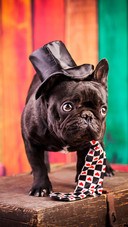 Dog6