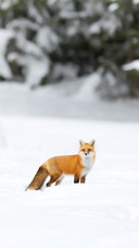 Red Fox in Winter in Algonquin Park