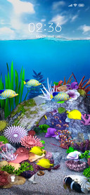 Coral Fish