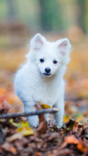 Dog296