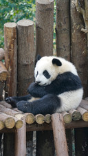 The red panda on the wooden frame