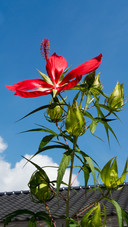 Hibiscus flower