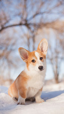 Welsh corgi pembroke in winter walk