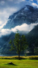 Trees in the field 2