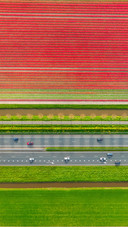 Aerial view of tulip fields in Denmark