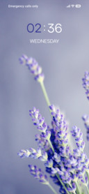 Lavender Flower