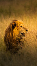The mighty lions of the serengeti grassland