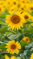 Flower (2)