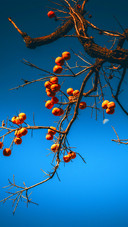 The persimmons have turned red