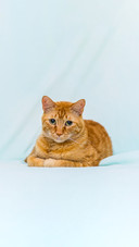 How do greedy cats come about