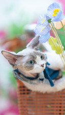 A german cat is dressed in a flower basket