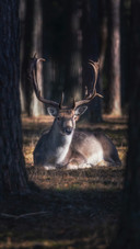An Elk Lying in The Forest