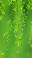 清新护眼