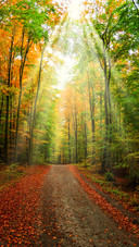Green forest