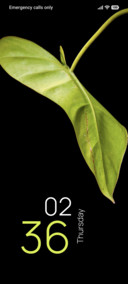 Midnight Leaf