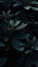 plant (2)