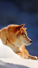 A glowing golden shiba inu