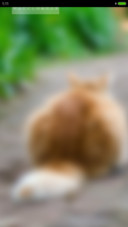 小笨猫（完整旗舰版+多功能锁屏）
