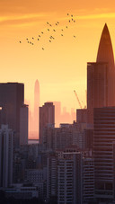 Flocks of birds fly over the city